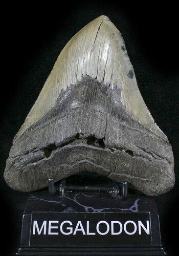 Huge, Serrated Megalodon Tooth - North Carolina #24436